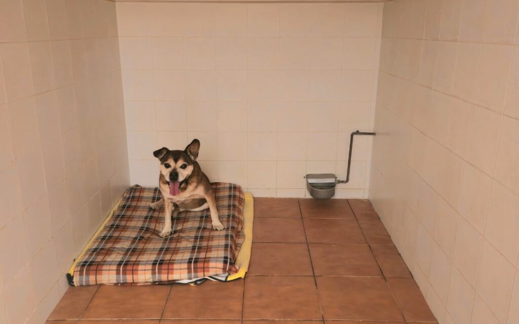 Dosrosas | Residencia canina